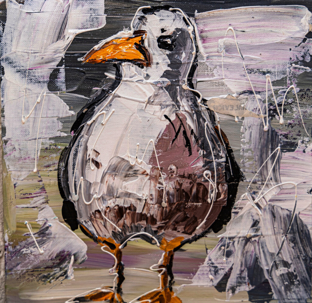 чайка птенец