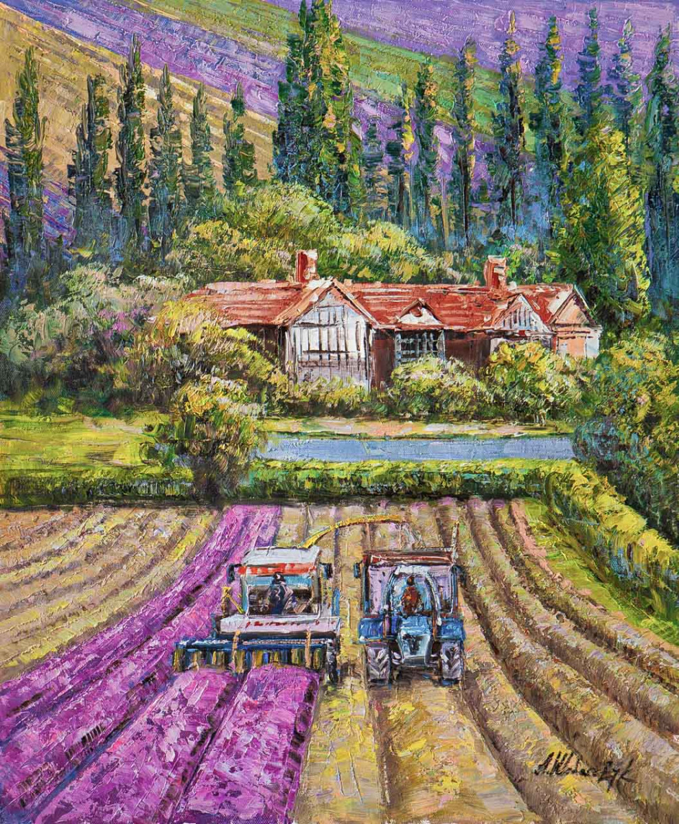 Сбор лаванды