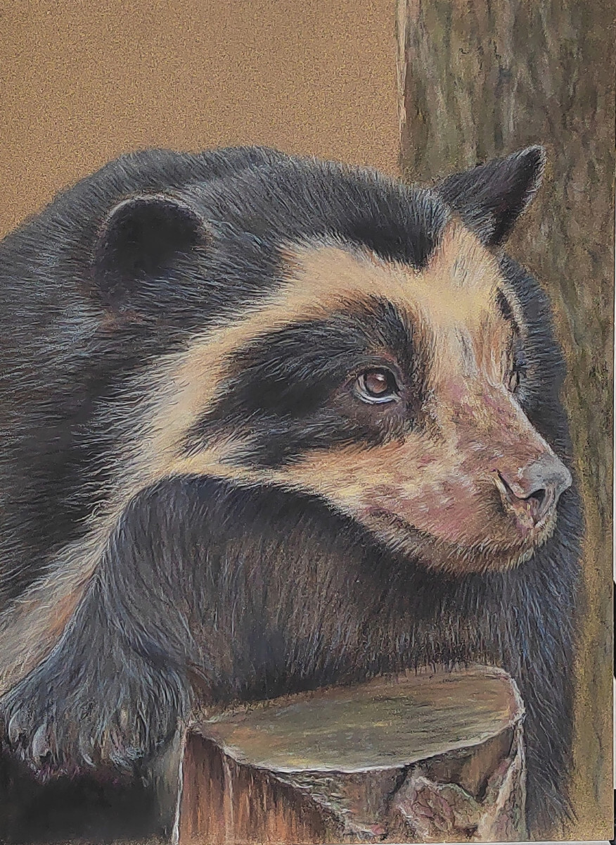 Андский очковый медведь