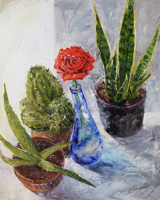 Мои соседи - суккуленты