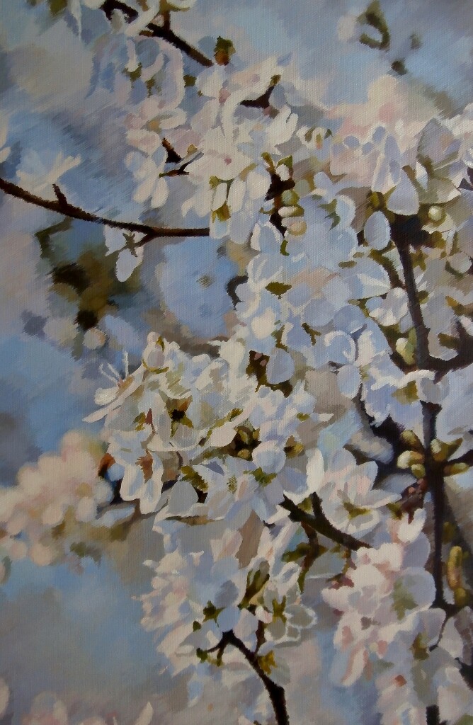 Цветущая вишня