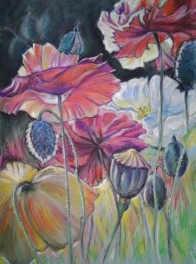 маки в саду