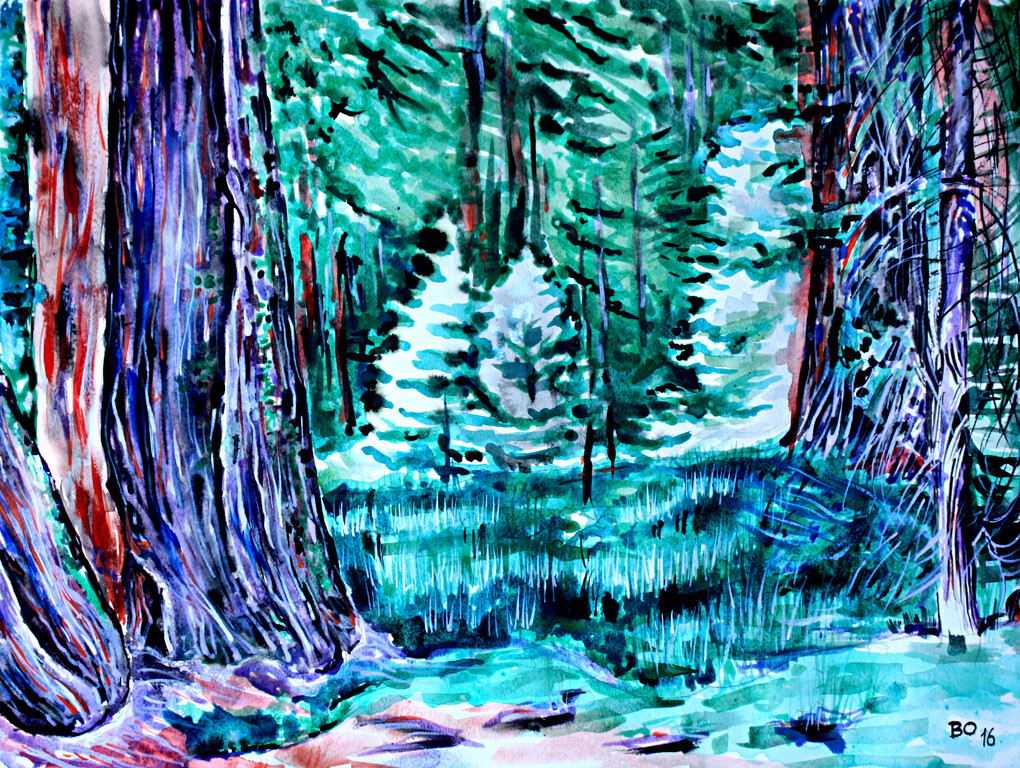 Секвоевая роща.