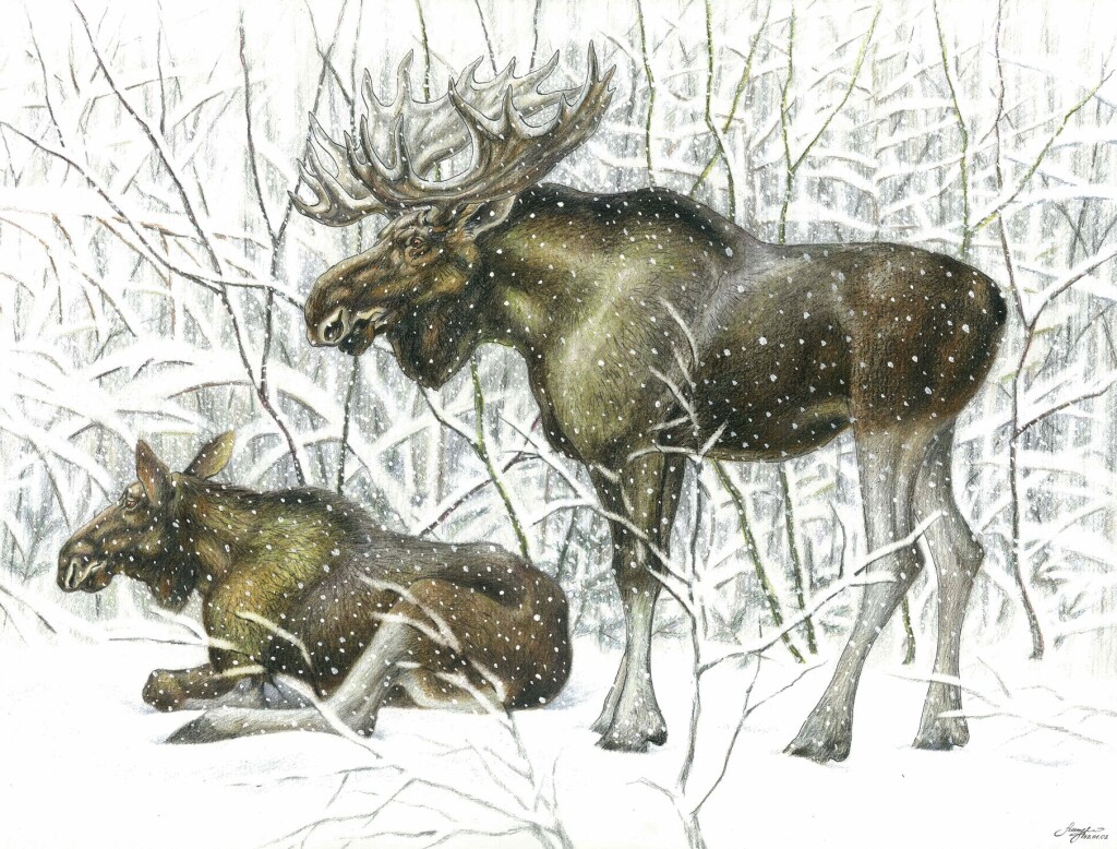 "Лоси. Первый снег"