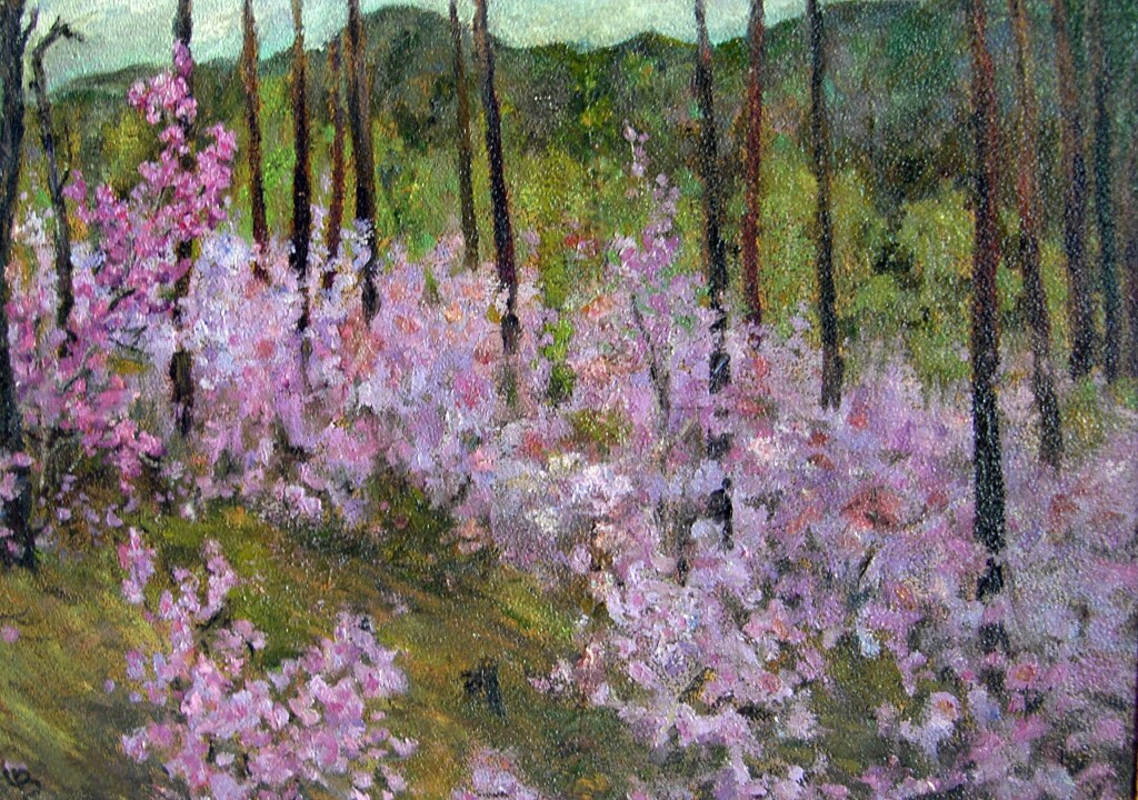 Багульник цветет. Чита.