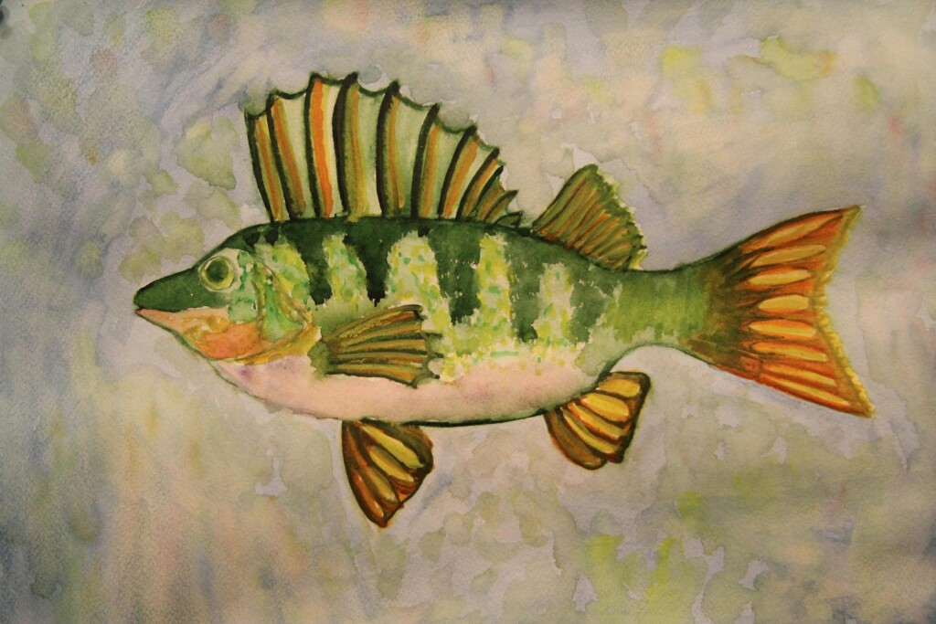 Окунь обыкновенный