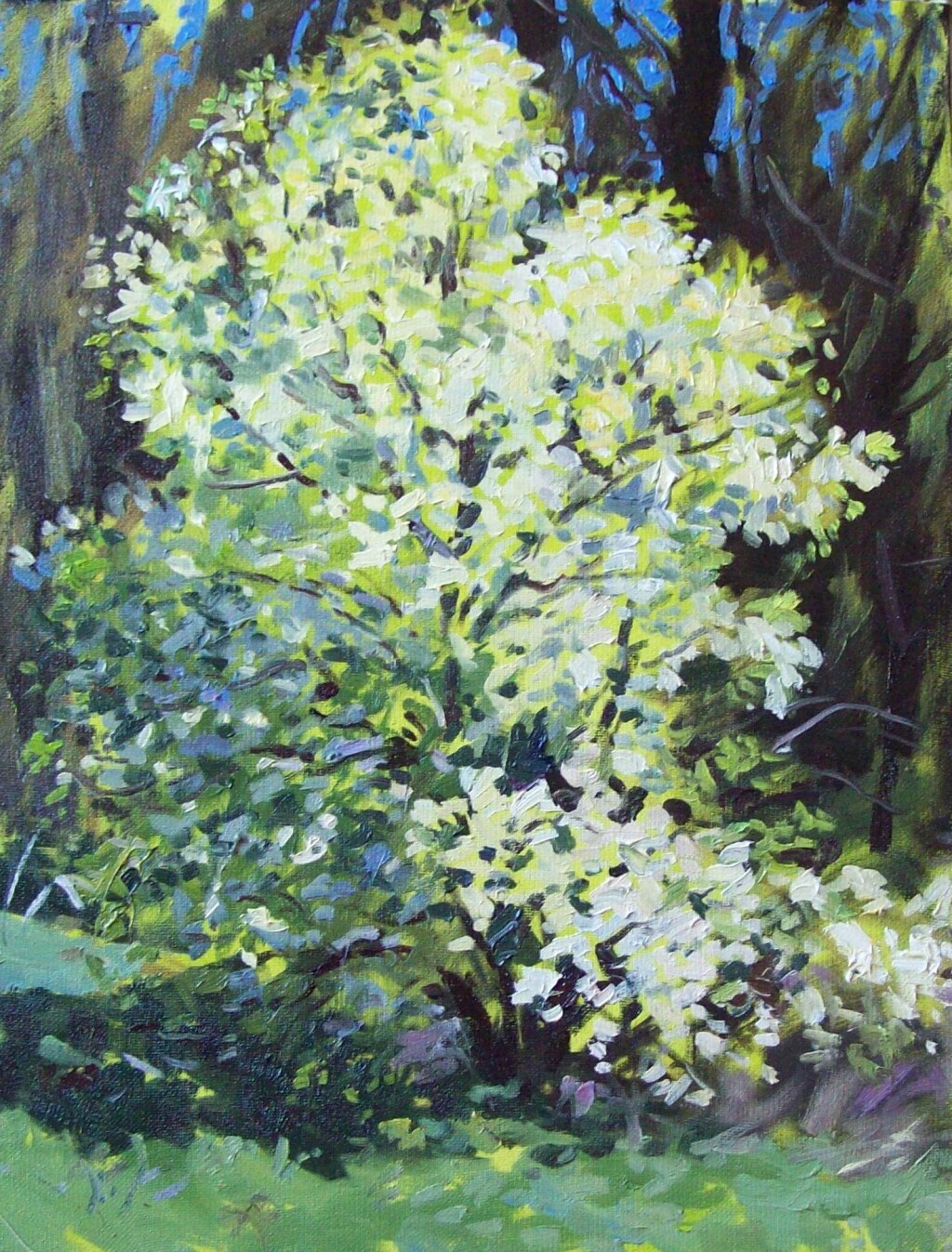 Цветущая черемуха.