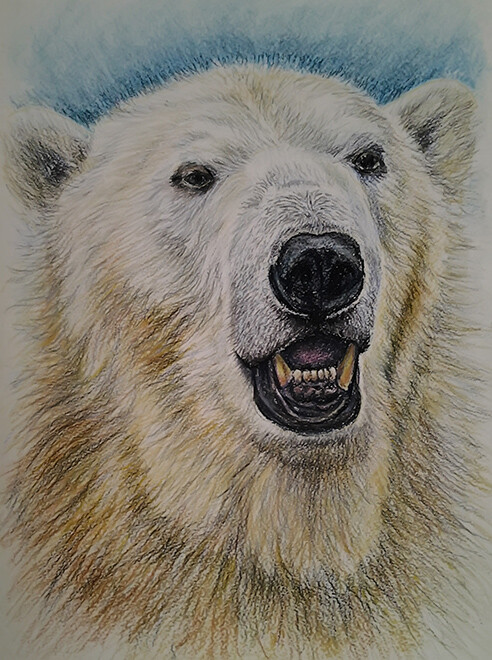 мишка  белый