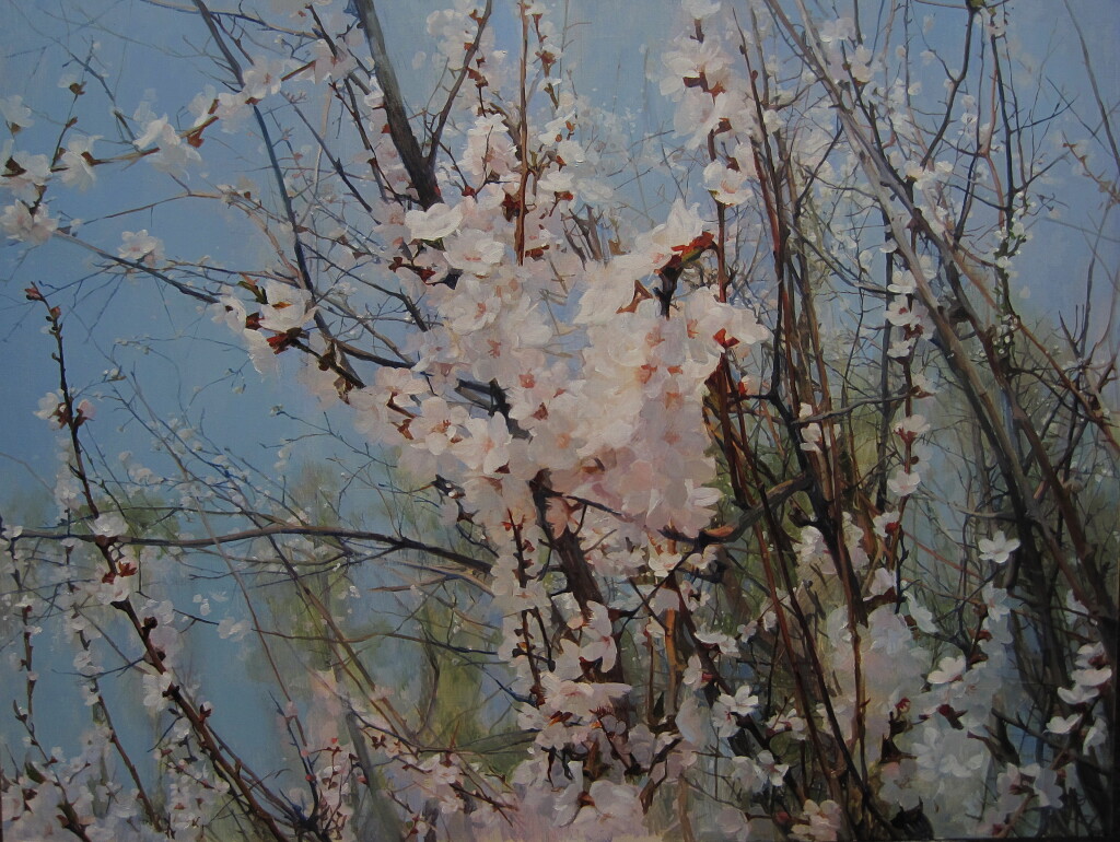 Ветка абрикоса