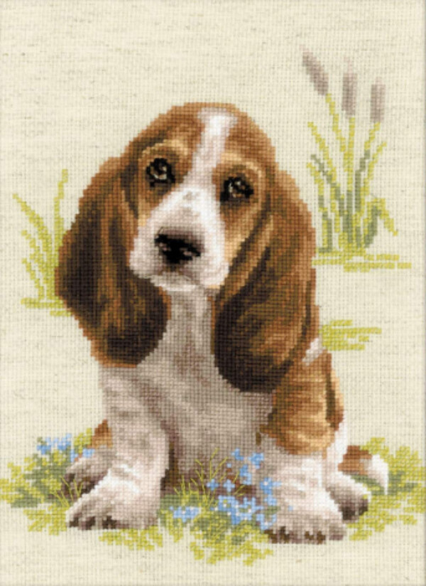 Малыш бассет