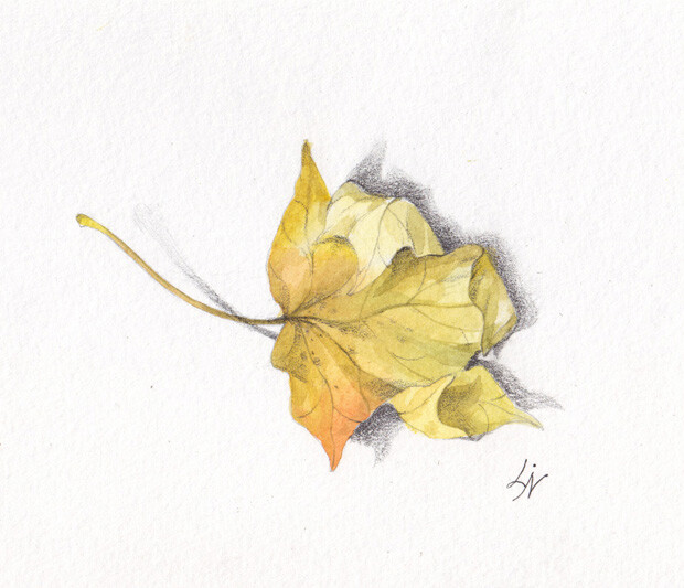 "Кленовый лист"