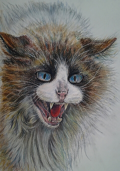 пестрый котик