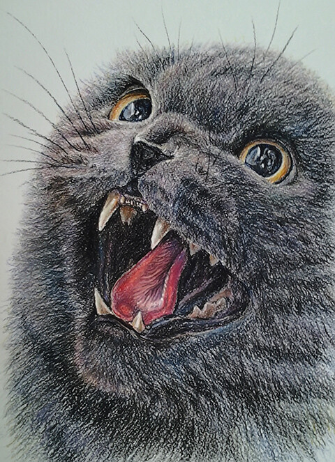 злой вислоухий