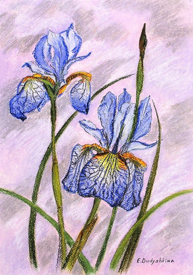 Пастельные ирисы