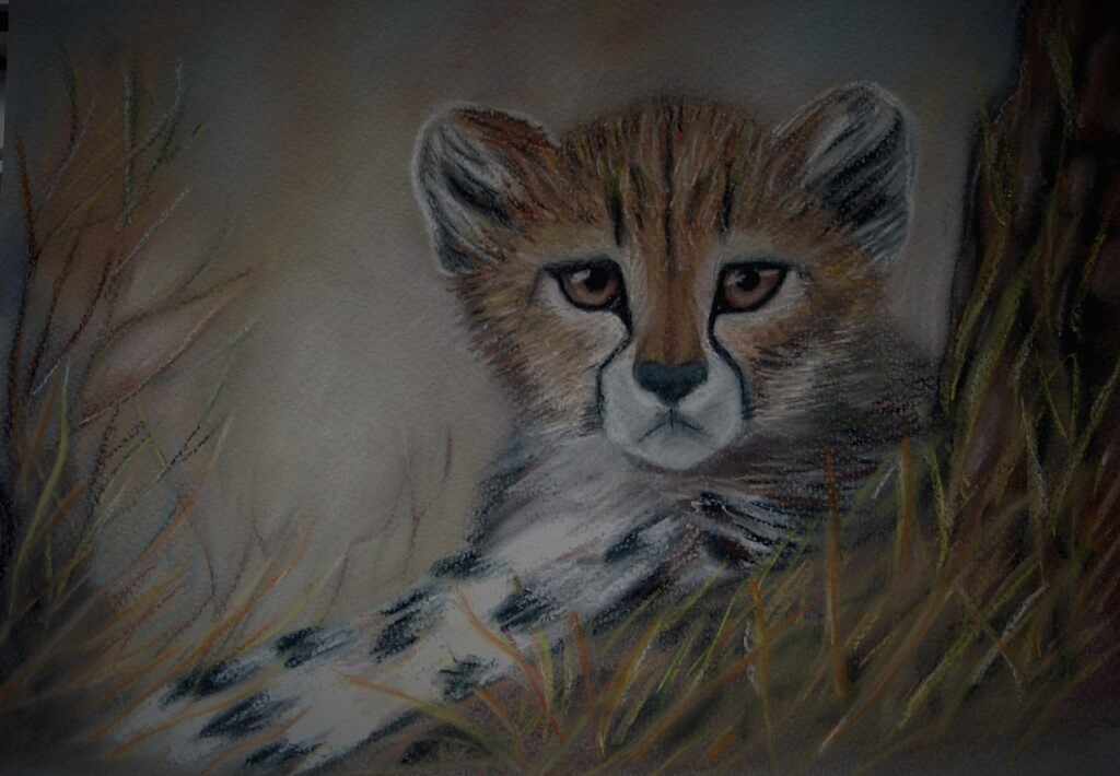 Детеныш гепарда