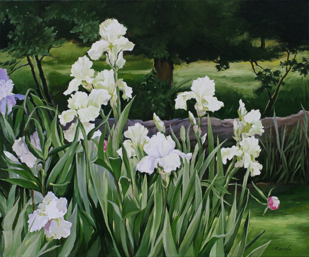 Ирисы