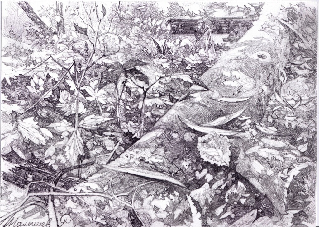 Лесной ковёр