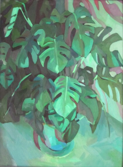 Монстера в горшке