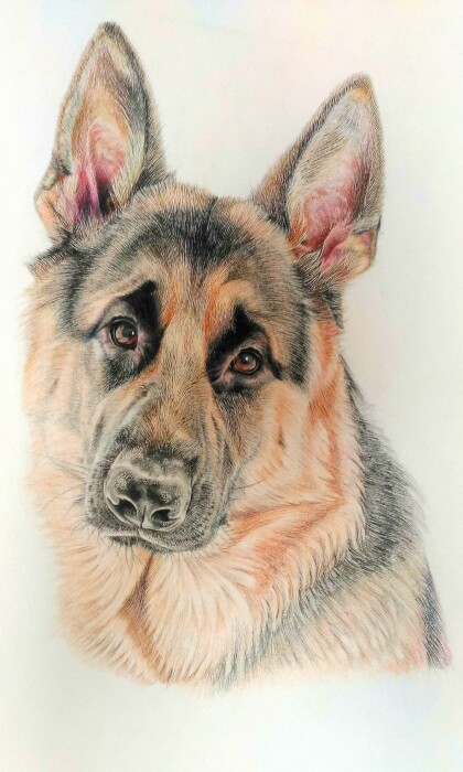 Немецкая овчарка