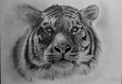 Тигр