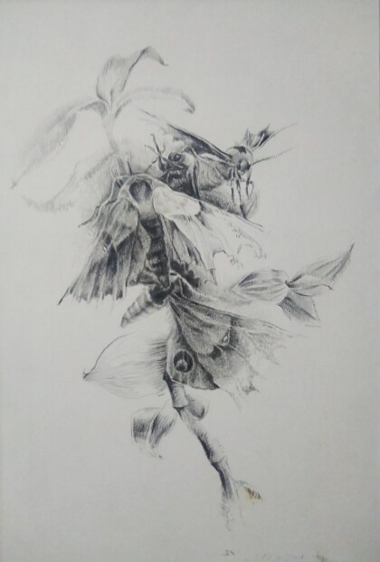 Ночные бабочки