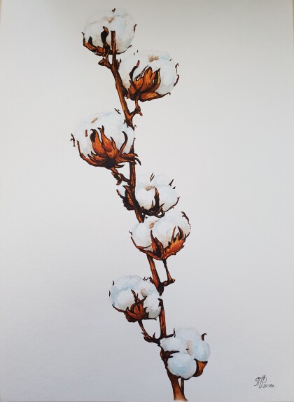 Ветка хлопка