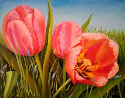 Розовые тюльпаны