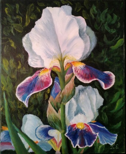 Ирисы