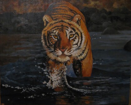 Амурский тигр