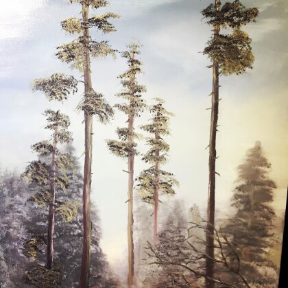 Сосны на заре