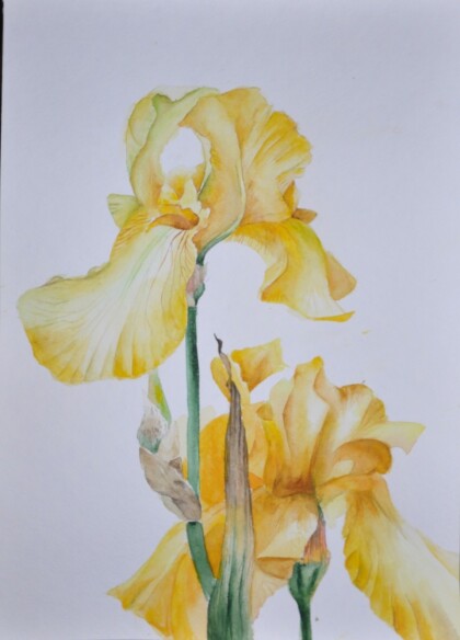 Желтые ирисы
