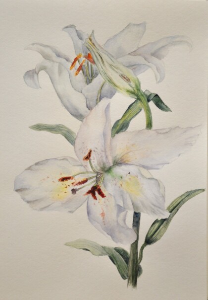 Белая лилия