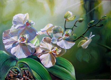Орхидеи