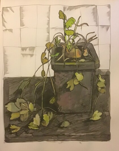 Сельдерей жив