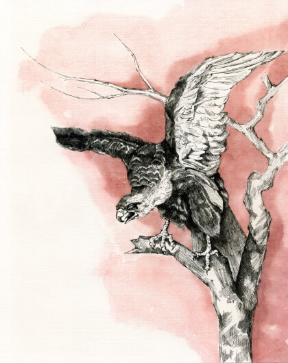 Гордый орел.