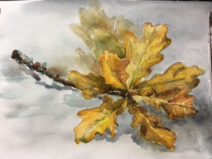 Веточка дуба