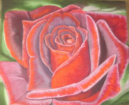 Бархатная роза