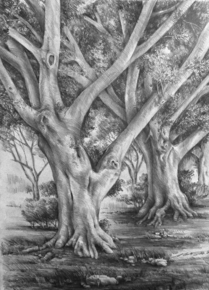 Старые деревья.