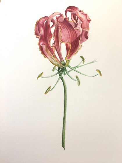 глориоза рортшильда