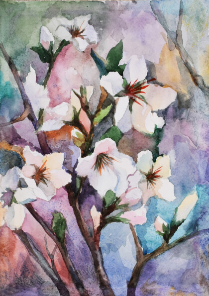 Вишня в цвету