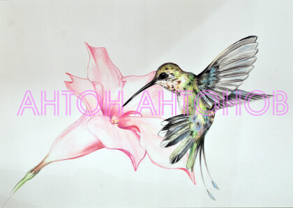 К Розовой Королеве