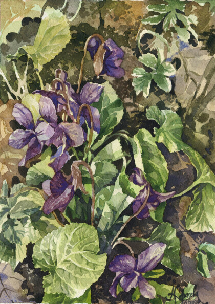 Первые фиалки