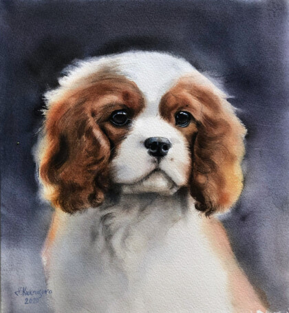 Кавалер кинг Чарльз спаниэль