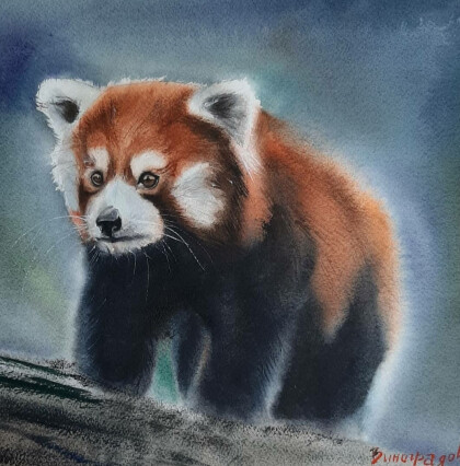 Красная панда