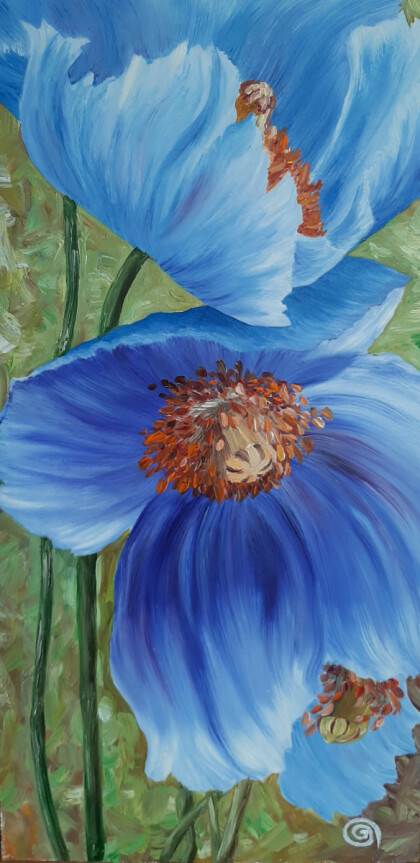 Голубые маки