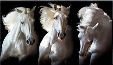 Белые лошади