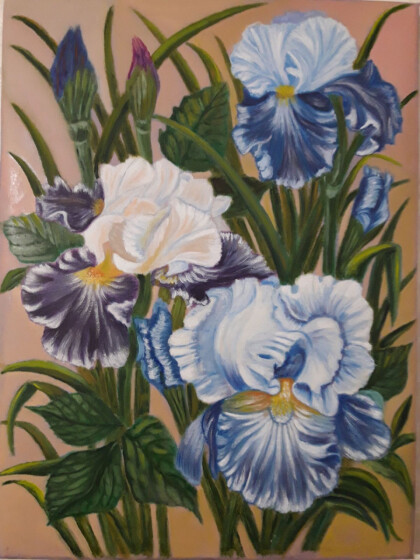 Ирисы