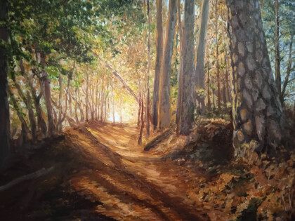 Солнце в лесу