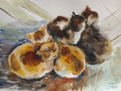 Санаторские кошки