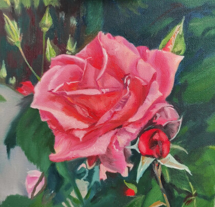 Розовая мечта